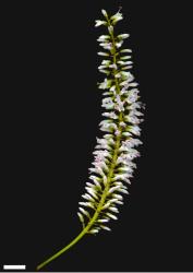 Veronica salicifolia. Inflorescence. Scale = 10 mm.
 Image: W.M. Malcolm © Te Papa CC-BY-NC 3.0 NZ